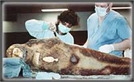 The Mystery of the Persian Mummy